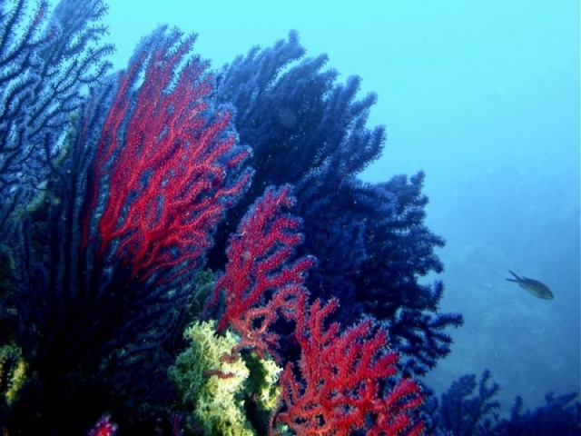  abanicos del mar rojo 